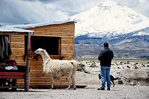 Lama und Mann am Shop