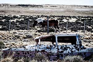 altes Autowrack mit Pferd im Hintergrund