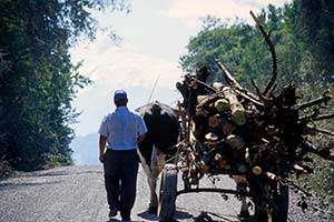 Mann transportiert Holz mit Ochsenkarren