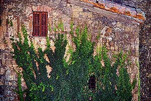 alte Hausfassade mit grünen Ranken