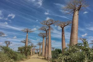 Baobaballee in Madagaskar