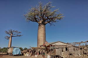 Dorf im Schatten eines Baobabs