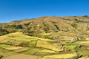 Reis-Terrassen in Madagaskar