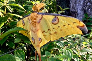 gelber Kometenfalter auf Madagaskar