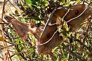 Madagaskar-Kaiser-Spinner bei der Paarung