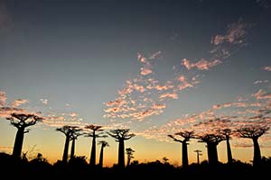 Sonnenuntergang auf der Baobaballee