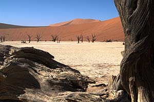 Deadvlei in der Namib mit toten Bäumen