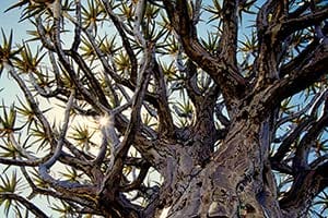 Köcherbaum in Namibia