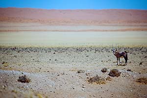 Oryx-Antilope in sandiger Steppe von Namibia
