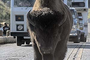 Bison im Yellowstone sorgt auf Straße für Stau