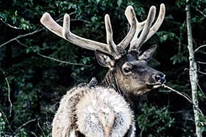 Hirsch im Yellowstone Nationalpark