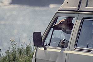 Schäferhund schaut aus Autofenster